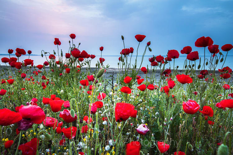 Слънчево, топло и ветровито днес