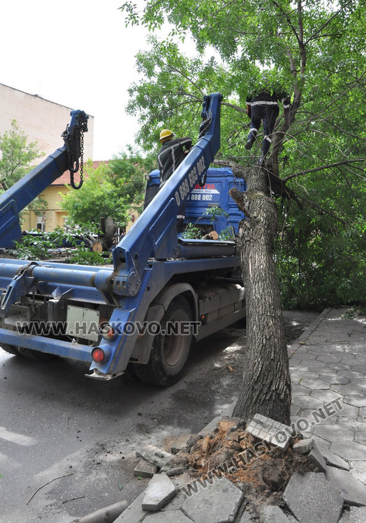 Камион повали неокастрено дърво в Хасково