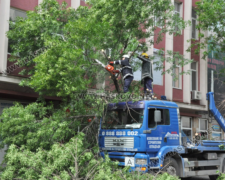 Камион повали неокастрено дърво в Хасково
