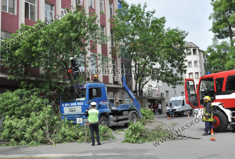 Камион повали неокастрено дърво в Хасково