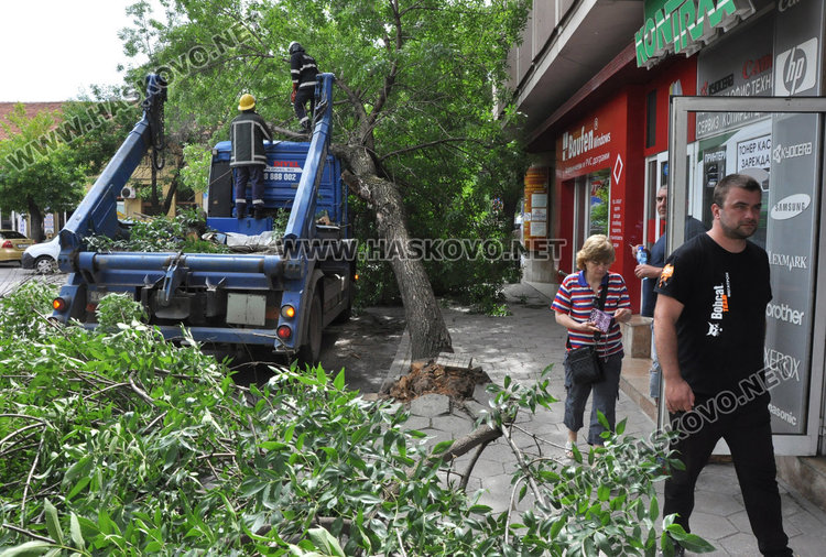 Камион повали неокастрено дърво в Хасково