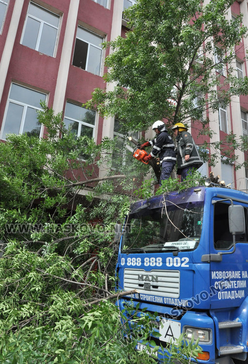 Камион повали неокастрено дърво в Хасково