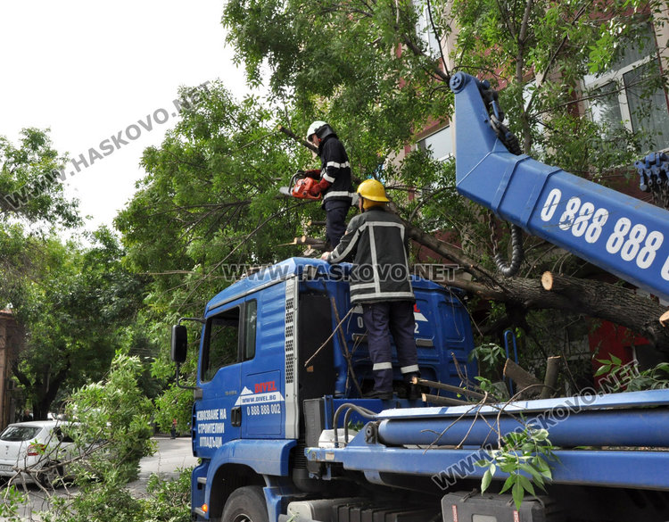 Камион повали неокастрено дърво в Хасково