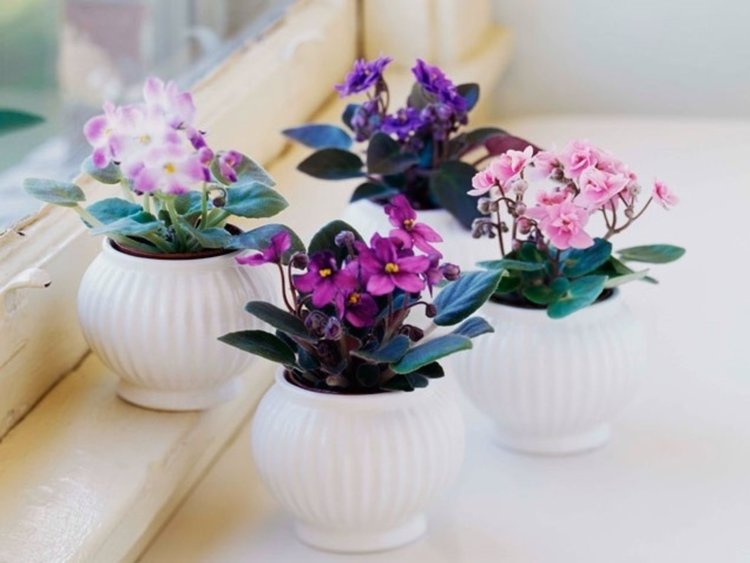 Цветята намаляват стреса, доказват учени