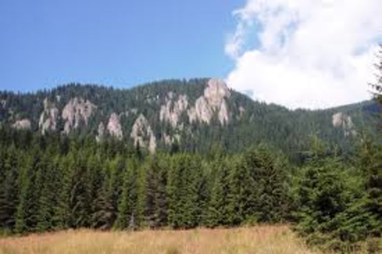 Ученици от Смолян се състезават в познания за гората