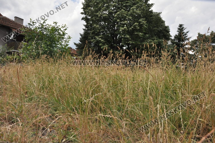 Хасковлии: Неокосени паркове и градинки развъждат змии