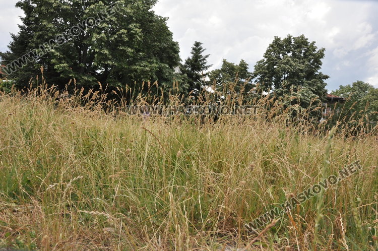 Хасковлии: Неокосени паркове и градинки развъждат змии