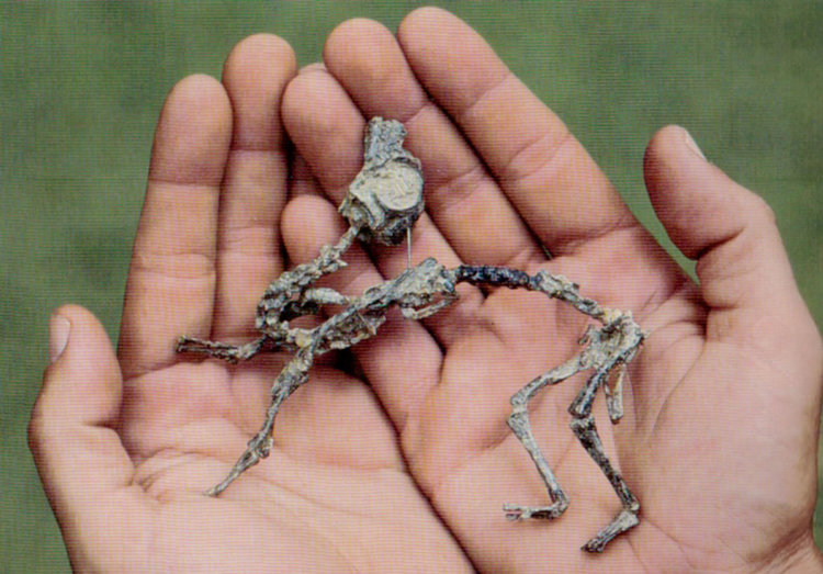 Бебе динозавър щъкало на 4 крака, на годинка прохождало на два