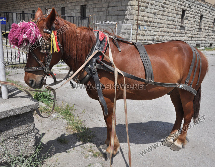 Зафира и каруца катастрофираха до Сточна гара в Хасково