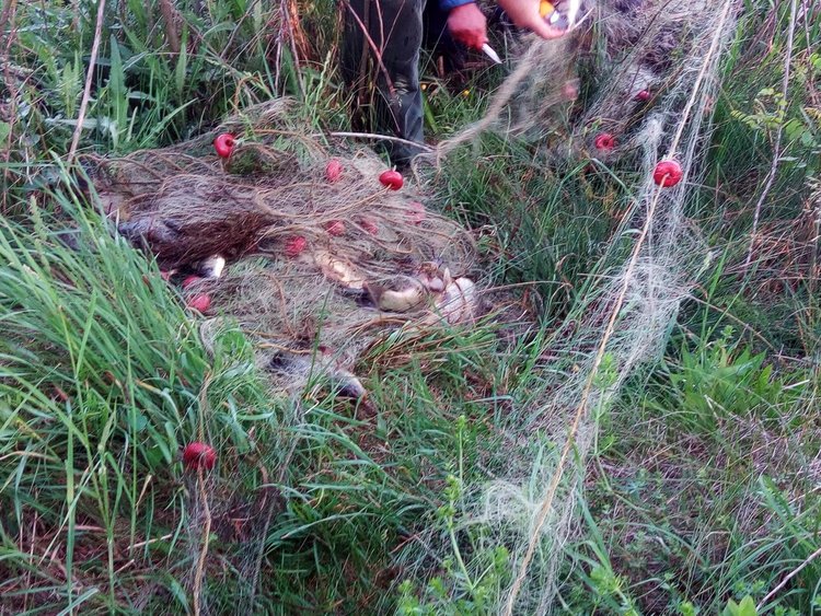 Извадиха над 200 метра бракониерски мрежи с риба от яз."Доспат"