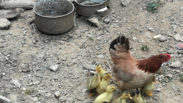 Кокошка в родопско стопанство измъти патета вместо пиленца