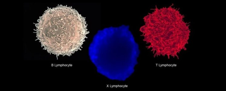 (B, T cells: NIAID; X cell: Dept. of Pathology, Johns Hopkins University School of Medicine) HEALTH 