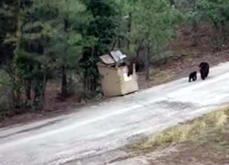 снимката е илюстративна