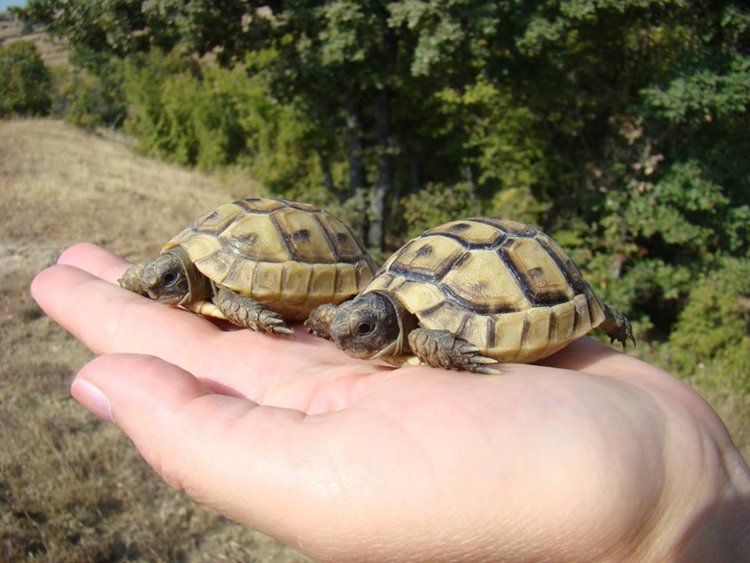  Еколозите спасяват 21 бедстващи животни  по сигнали на „Зеления телефон”