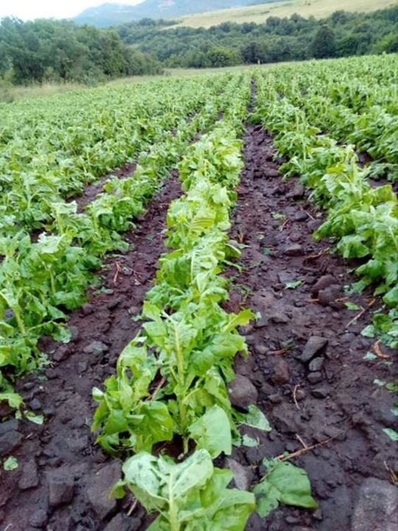 Вода заля Воден