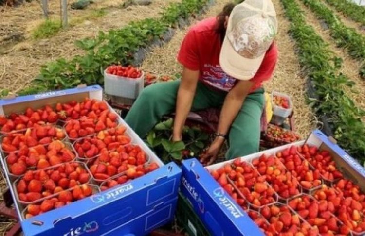 Международната организация на труда настоява децата да не работят на полето , а за мечтите си 