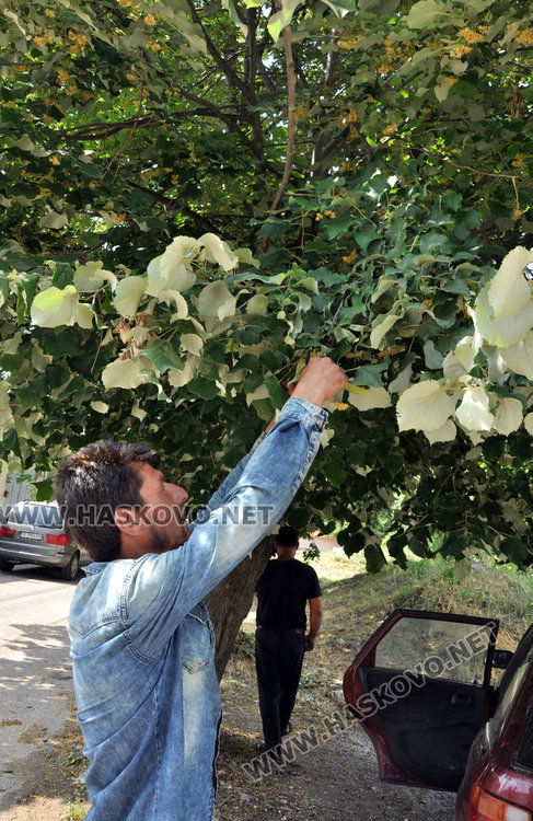 Ангел Калайджията