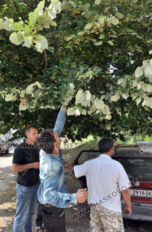 Ангел Калайджията: 40 000 лева изкарваме от метене на липа