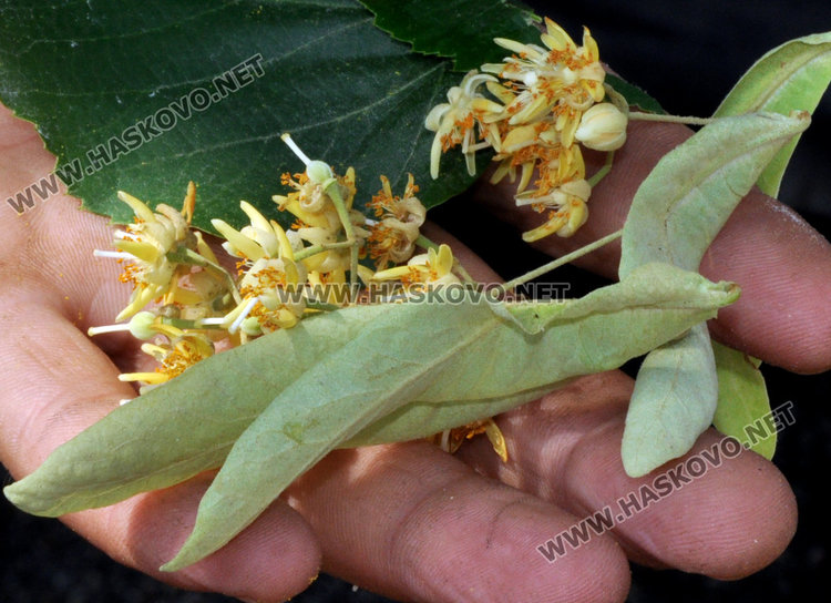 Ангел Калайджията: 40 000 лева изкарваме от метене на липа