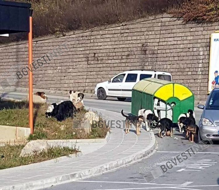 Община Смолян пита гражданите как да се реши проблема с бездомните кучета!