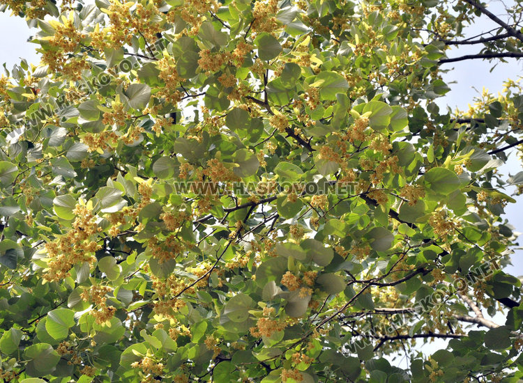 Ангел Калайджията: 40 000 лева изкарваме от метене на липа