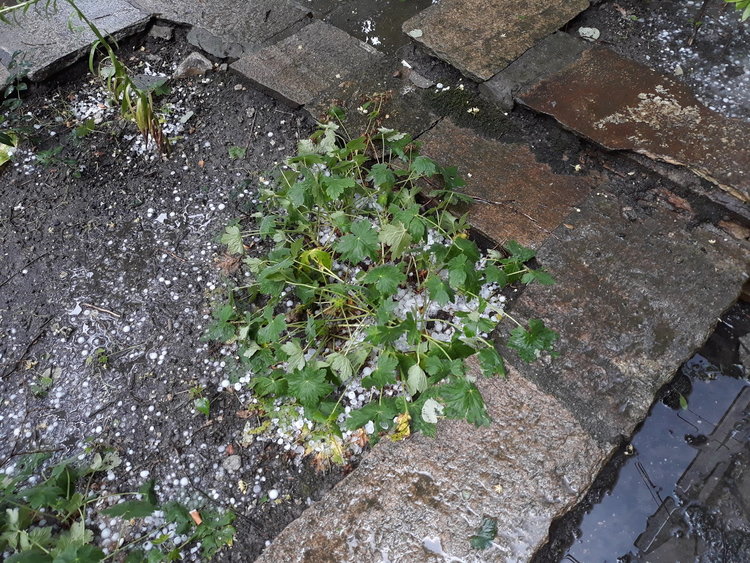 Градушка порази Кърджали, улиците побеляха от лед /снимки/