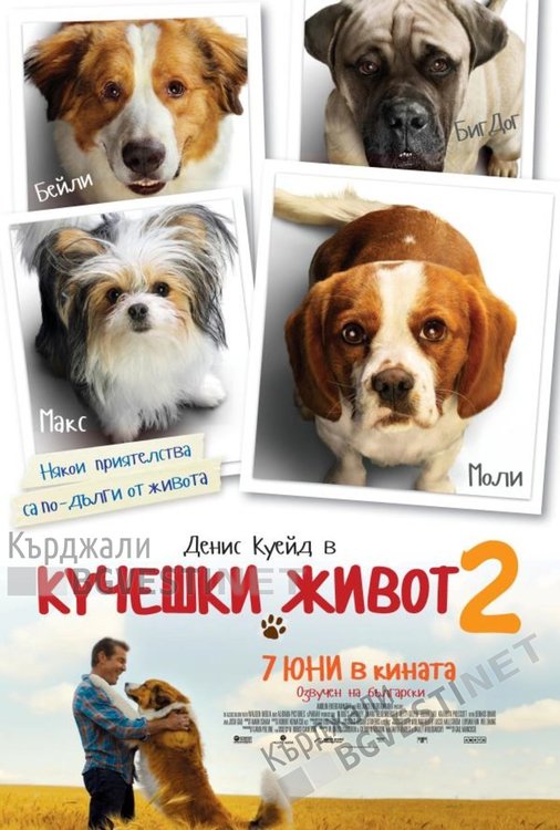 "Кучешки живот" в Кърджали