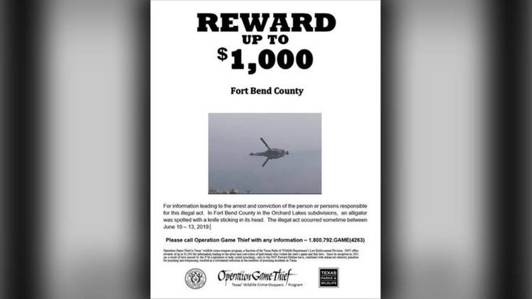 Издирват алигатор с нож в главата, 1000 долара награда