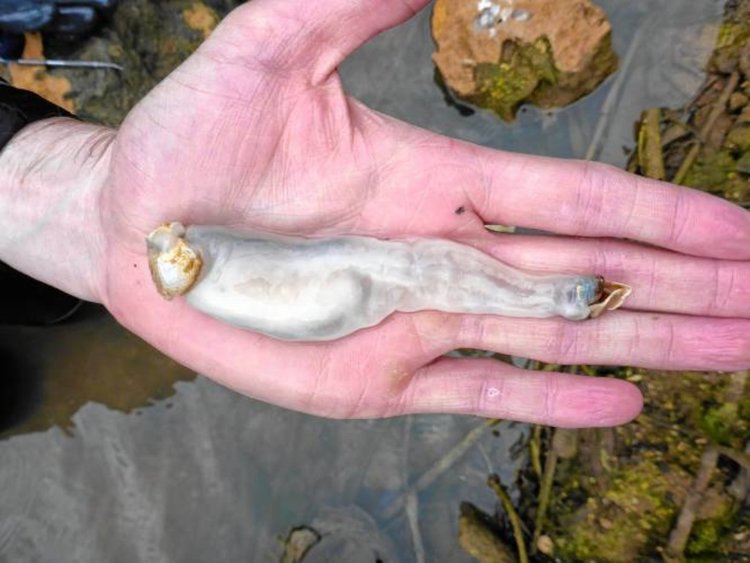 Откриха същество, което яде скали и изхвърля пясък (видео)