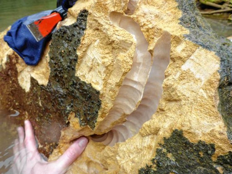 Откриха същество, което яде скали и изхвърля пясък (видео)