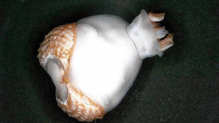 Откриха същество, което яде скали и изхвърля пясък (видео)