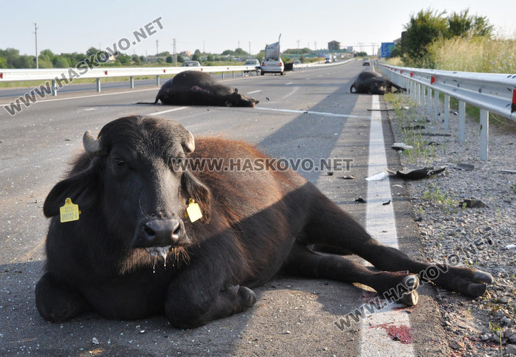 Биволи преобърнаха кола преди Хасково, двама загинаха по пътя за Димитровград