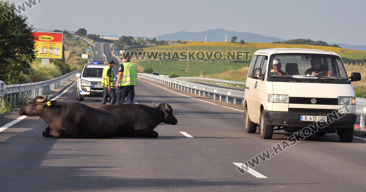 Биволи преобърнаха кола преди Хасково, двама загинаха по пътя за Димитровград