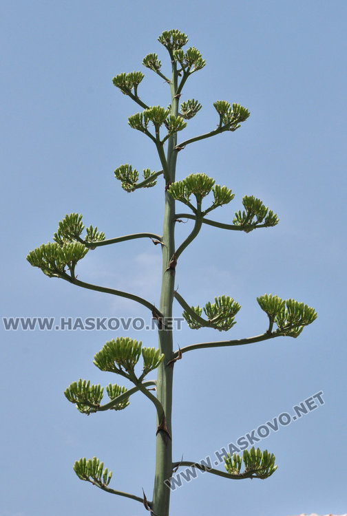 Американски столетник цъфна за първи път в центъра на Хасково