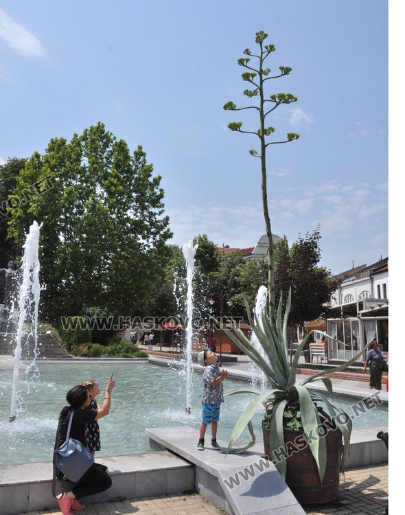 Американски столетник цъфна за първи път в центъра на Хасково