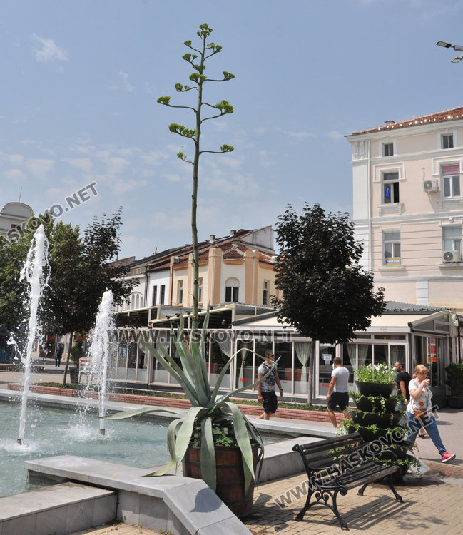 Американски столетник цъфна за първи път в центъра на Хасково