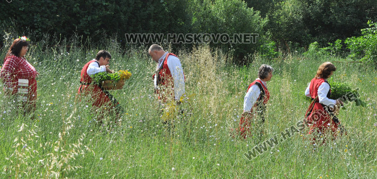 Самодейци набраха букет от билки на Еньовден. Пилите от чая почти не боледуват