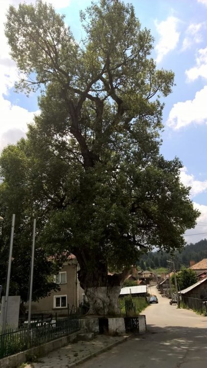 Черната топола преди да пострада от природното явление 