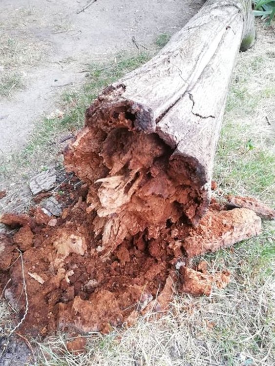 Хасковлийки: Дърво падна до майка с бебе в "Орфей"