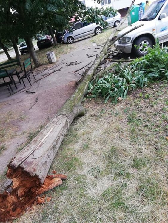 Хасковлийки: Дърво падна до майка с бебе в "Орфей"