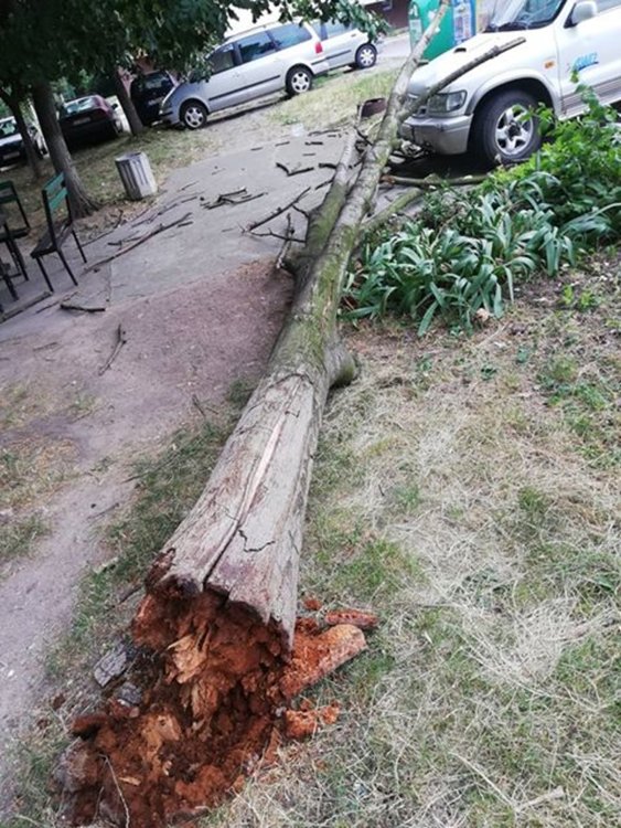 Хасковлийки: Дърво падна до майка с бебе в "Орфей"