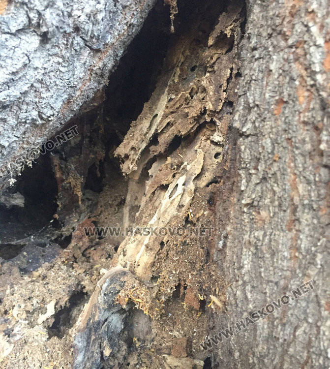 изгнилото дърво преди да бъде отрязано