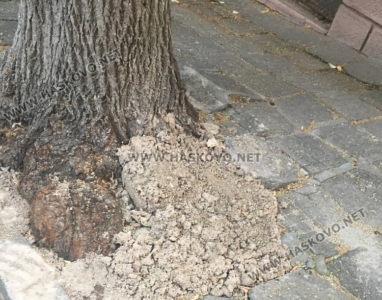 изгнилото дърво преди да бъде отрязано