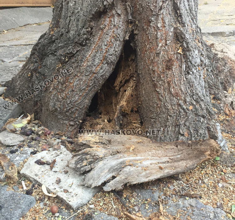 изгнилото дърво преди да бъде отрязано
