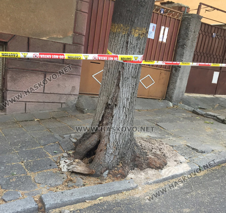 изгнилото дърво преди да бъде отрязано