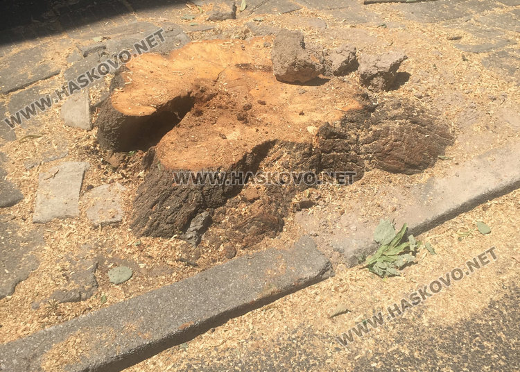 Отрязаха опасно дърво по спешност след обаждане на тел 112