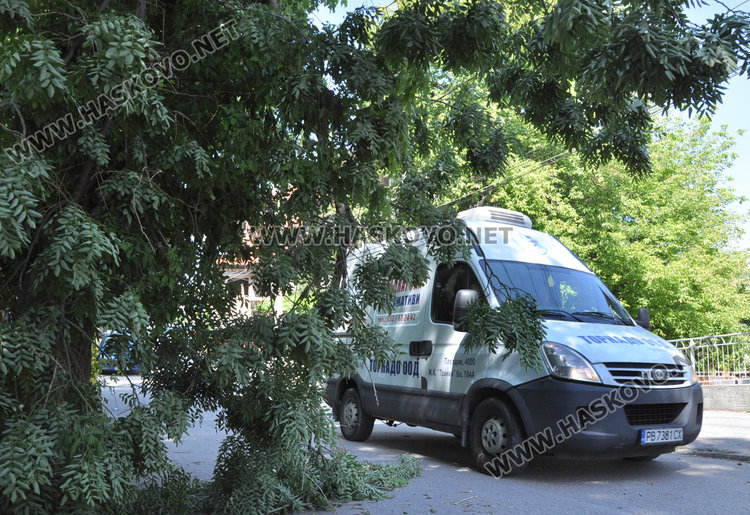 Десетки сигнали за паднали клони и дървета след бурния вятър