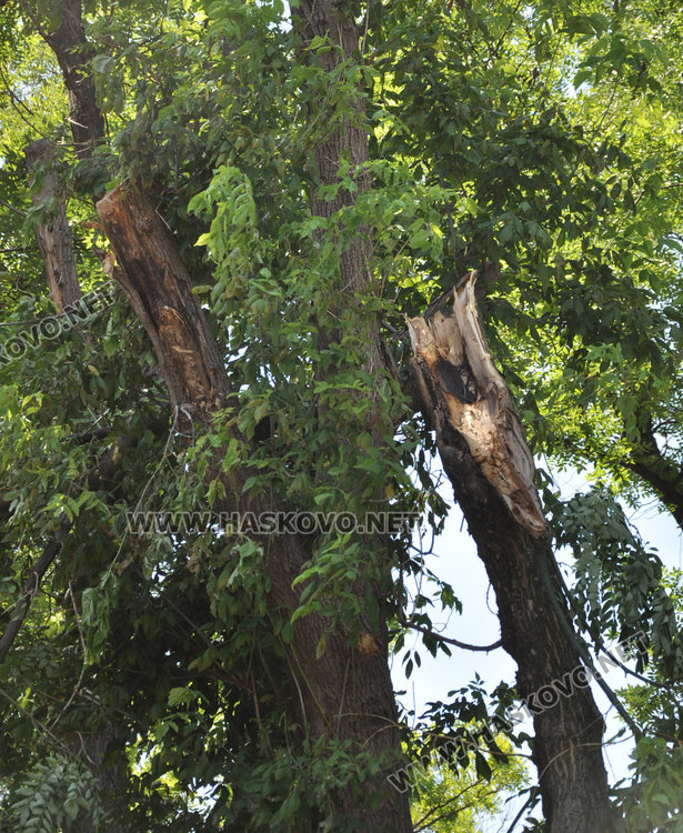 Десетки сигнали за паднали клони и дървета след бурния вятър