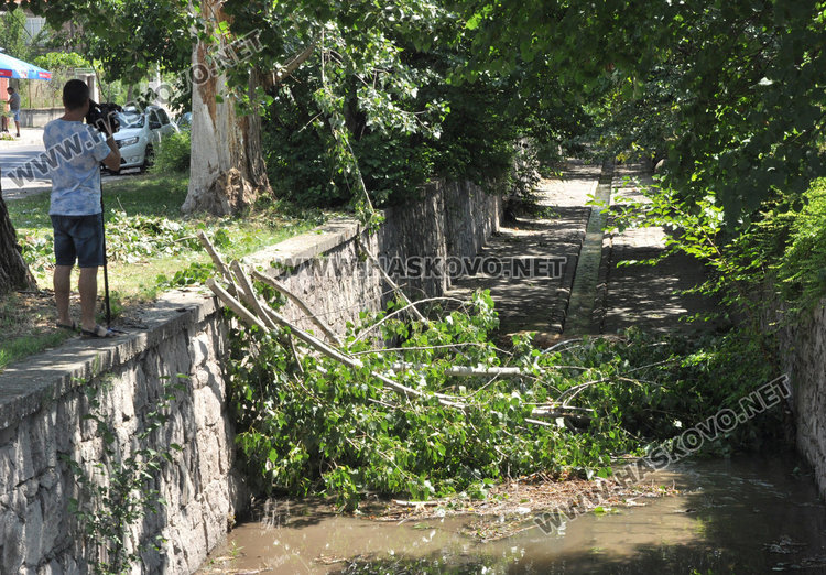Десетки сигнали за паднали клони и дървета след бурния вятър