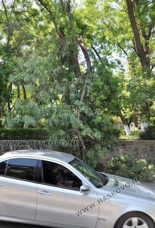 Десетки сигнали за паднали клони и дървета след бурния вятър